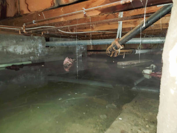 Best Sewage cleanup and water damage restoration  in Churchill, MT